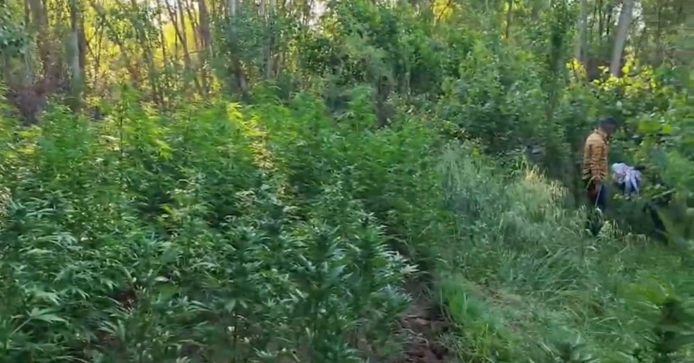 Diyarbakır’da 5,3 ton esrar üretilebilecek 30 bin kök kenevir ele geçirildi