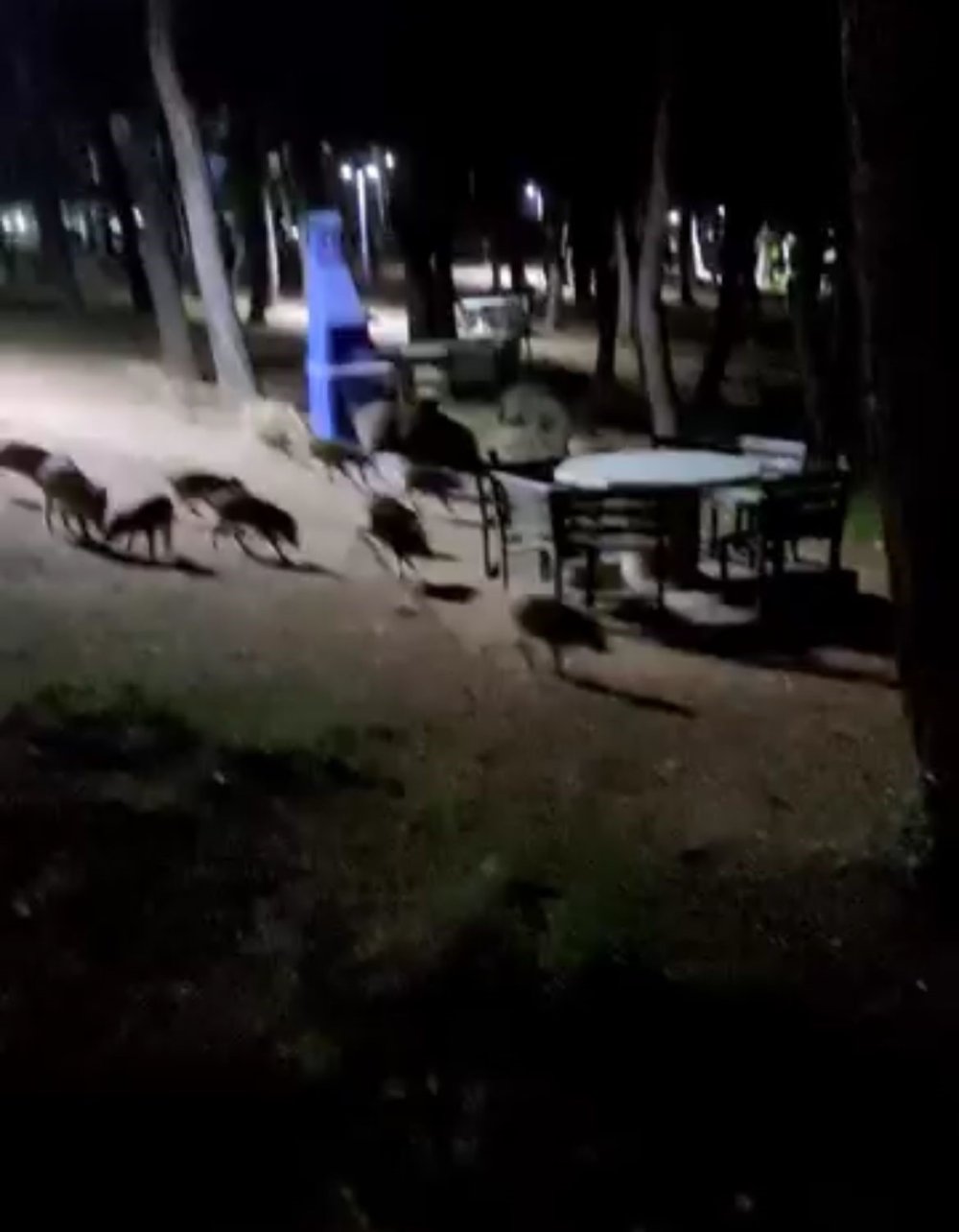 Piknikte karşılaştıkları domuz sürüsü panikletti