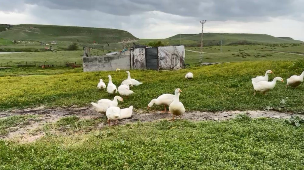 Kış aylarının vazgeçilmezi... Gram altınla yarışıyor