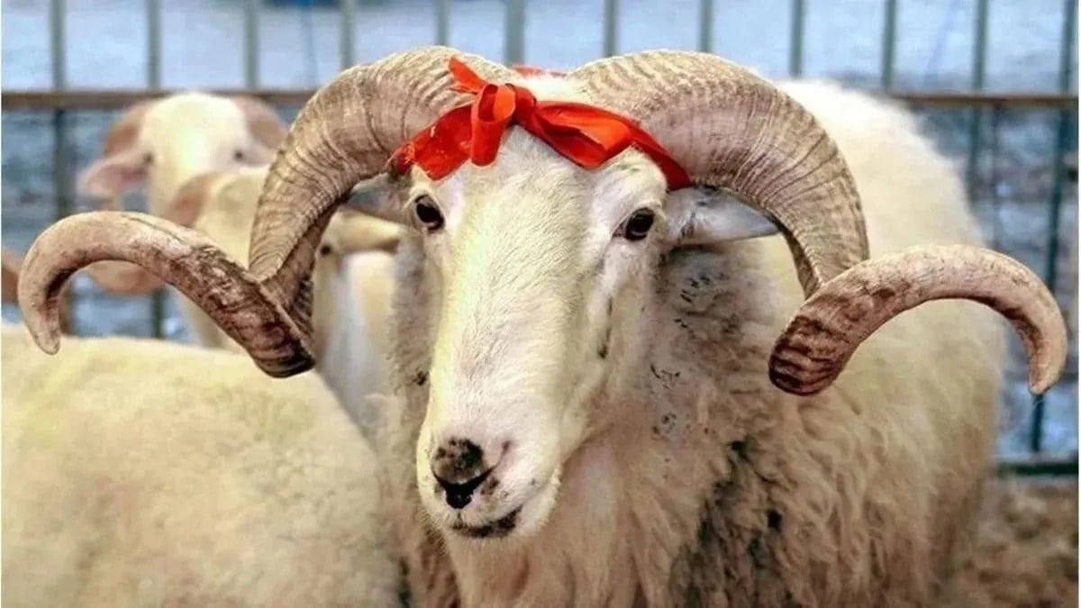 kurban.jpg