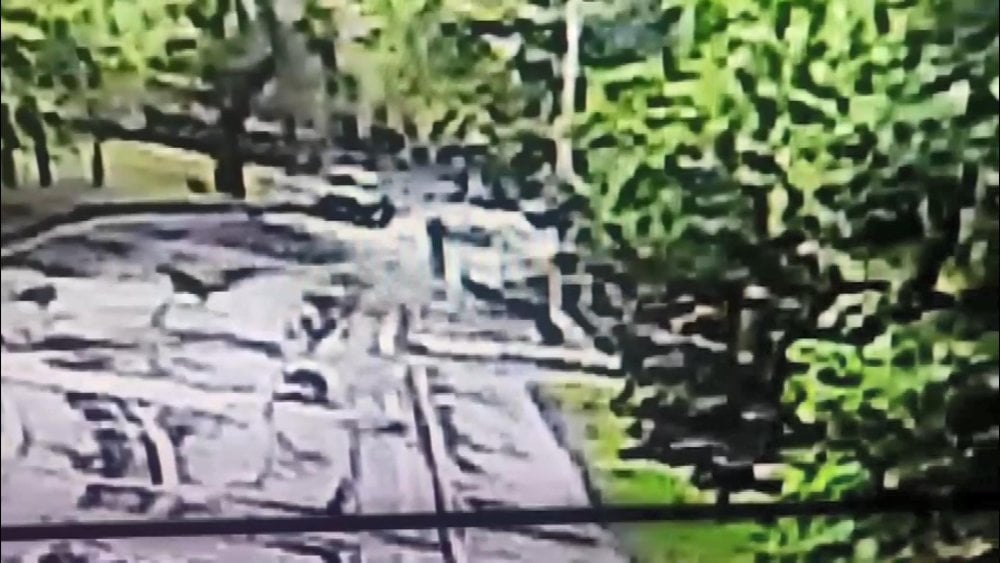 Üniversiteli Gözde hastanelik oldu! Yıldız Teknik’te köpek dehşeti: Çığlıkları kampüsü inletti