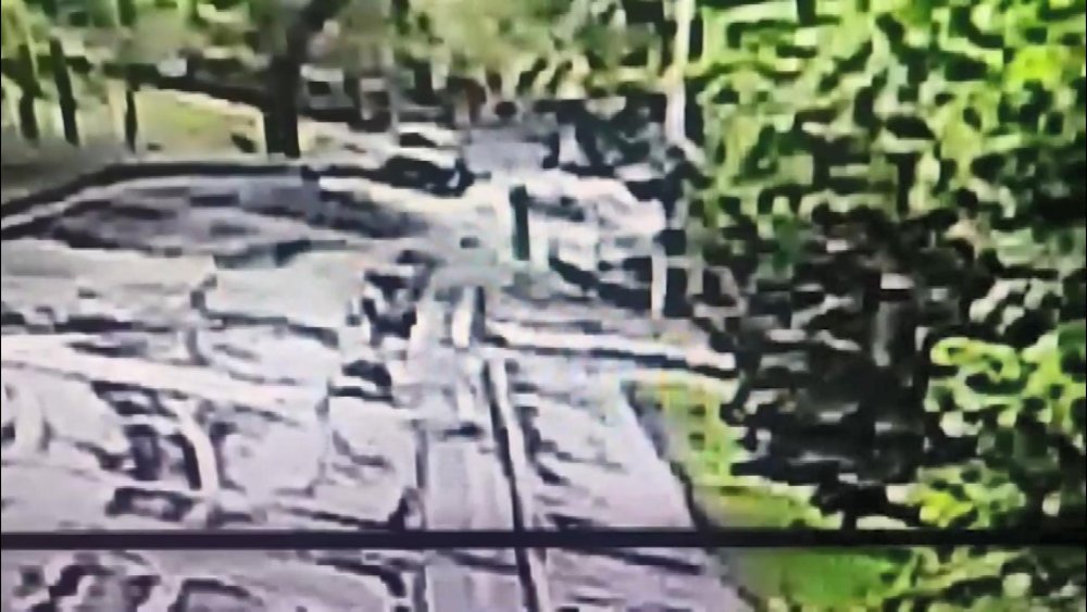 Üniversiteli Gözde hastanelik oldu! Yıldız Teknik’te köpek dehşeti: Çığlıkları kampüsü inletti