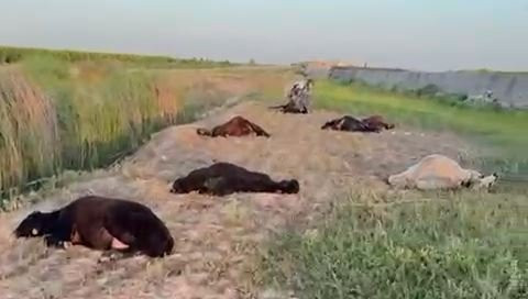 Adana'da çiftçi feryat etti: 'Bu bir katliamdır'! Jandarma harekete geçti!