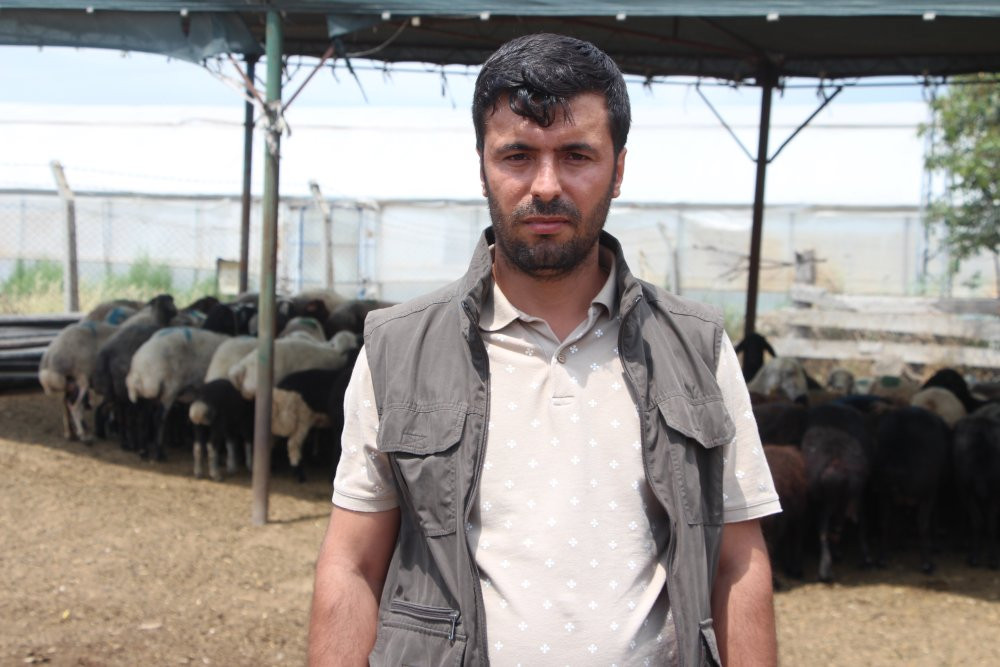 Adana'da çiftçi feryat etti: 'Bu bir katliamdır'! Jandarma harekete geçti!