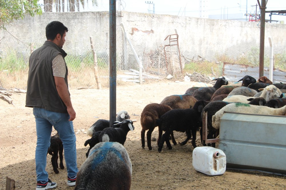 Adana'da çiftçi feryat etti: 'Bu bir katliamdır'! Jandarma harekete geçti!