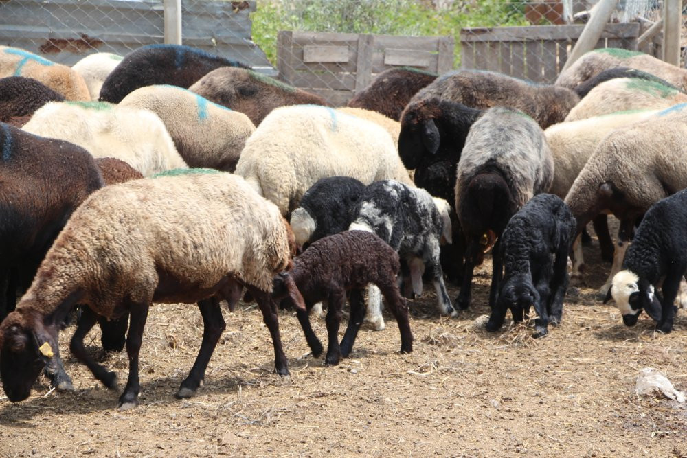 Adana'da çiftçi feryat etti: 'Bu bir katliamdır'! Jandarma harekete geçti!