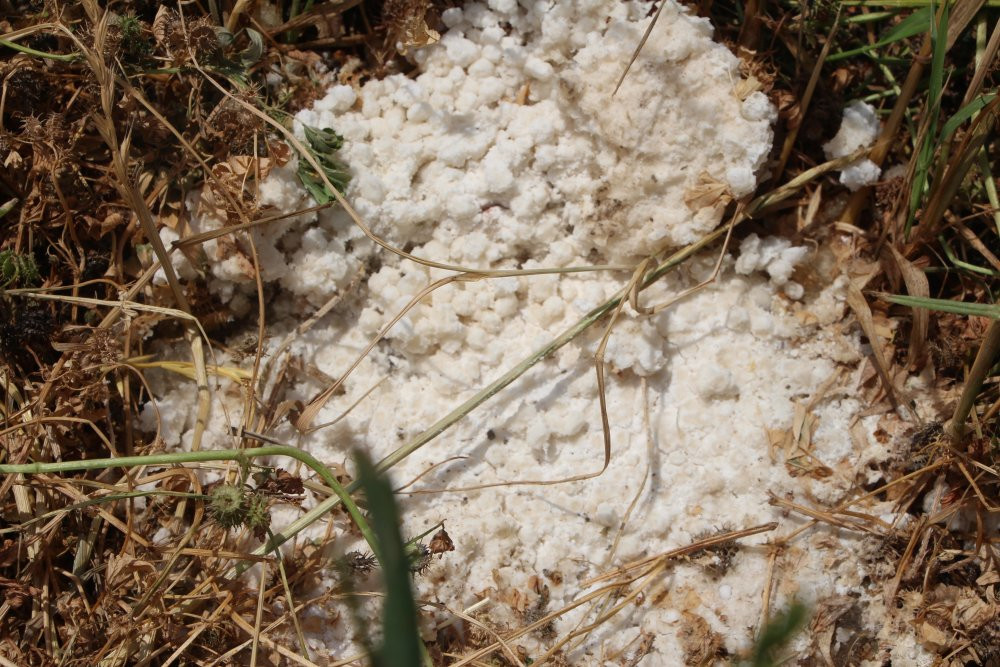 Adana'da çiftçi feryat etti: 'Bu bir katliamdır'! Jandarma harekete geçti!