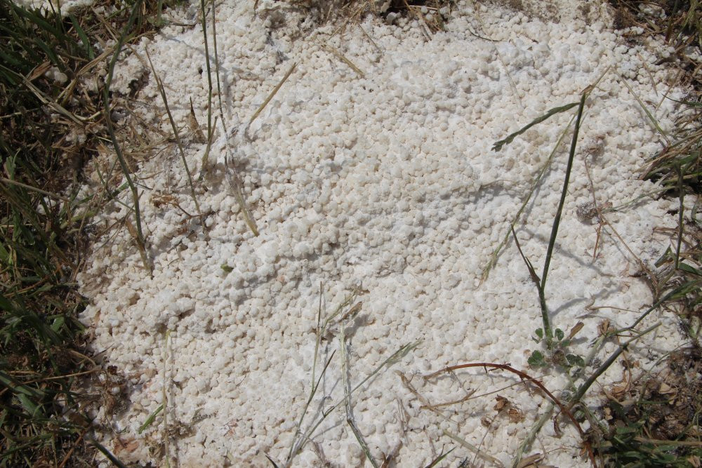 Adana'da çiftçi feryat etti: 'Bu bir katliamdır'! Jandarma harekete geçti!