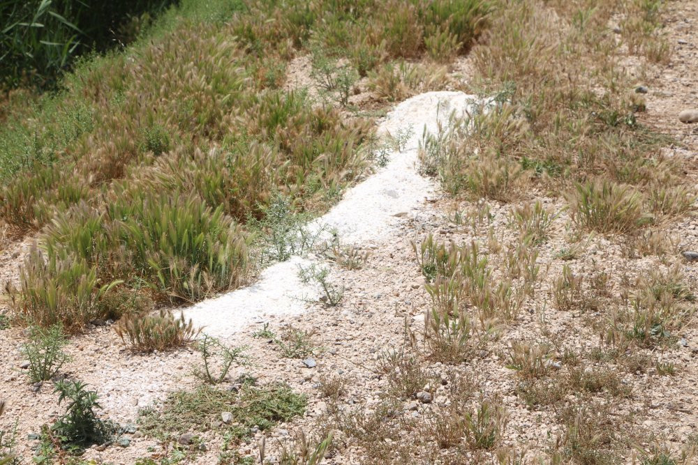 Adana'da çiftçi feryat etti: 'Bu bir katliamdır'! Jandarma harekete geçti!