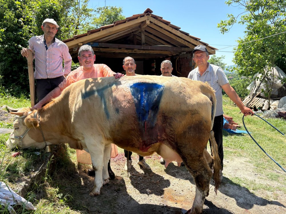 İnek doğurdu, veterinerin dili tutuldu! Köylüler o eve akın etti