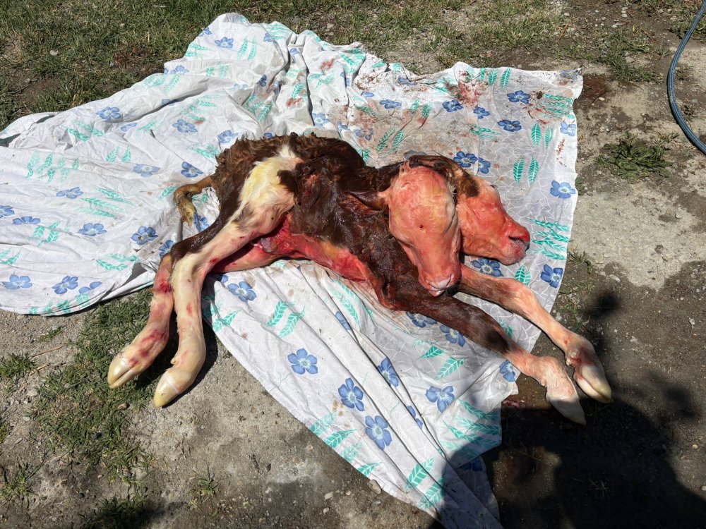 İnek doğurdu, veterinerin dili tutuldu! Köylüler o eve akın etti