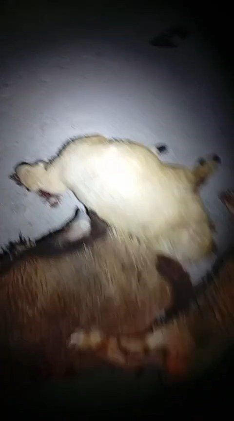 Kurban pazarı kan gölüne döndü! Ticari araç dehşet saçtı