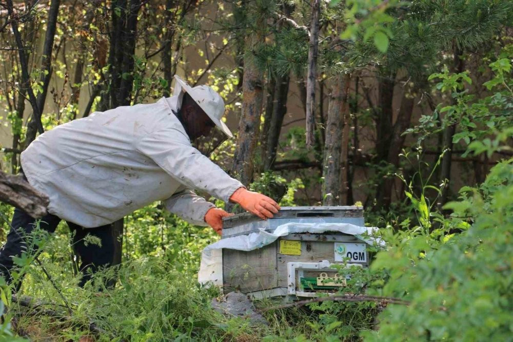 Oğul verme dönemi devam ediyor