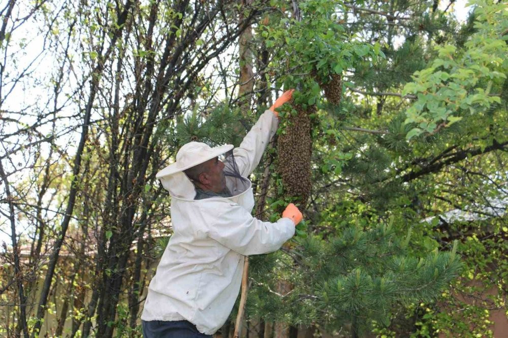Oğul verme dönemi devam ediyor