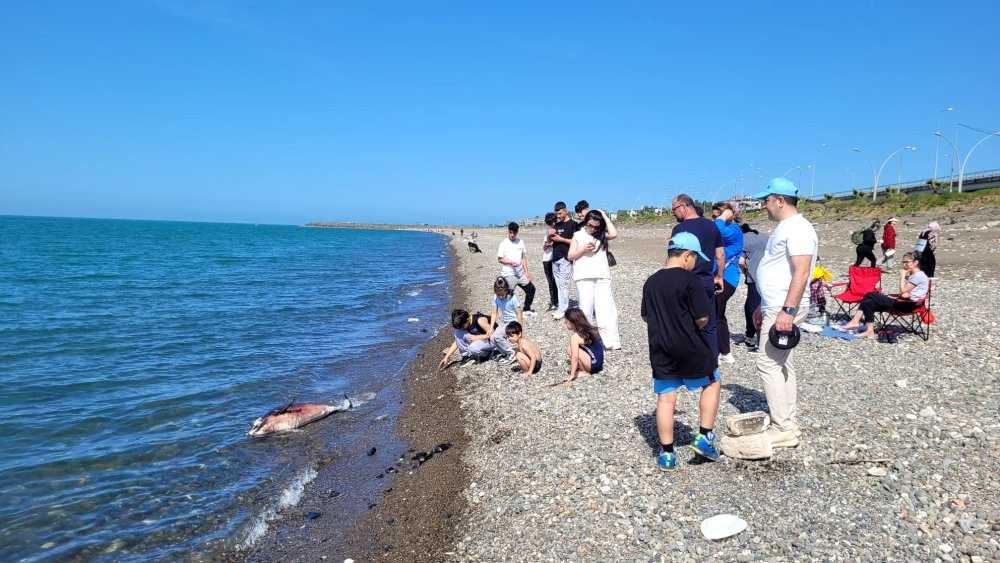 Trabzon'da ölü yunus karaya vurdu