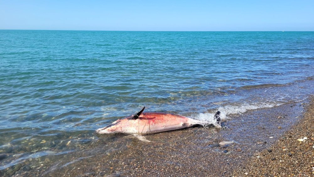 Trabzon'da ölü yunus karaya vurdu