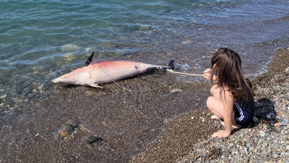 Trabzon'da ölü yunus karaya vurdu