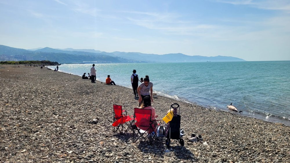 Trabzon'da ölü yunus karaya vurdu