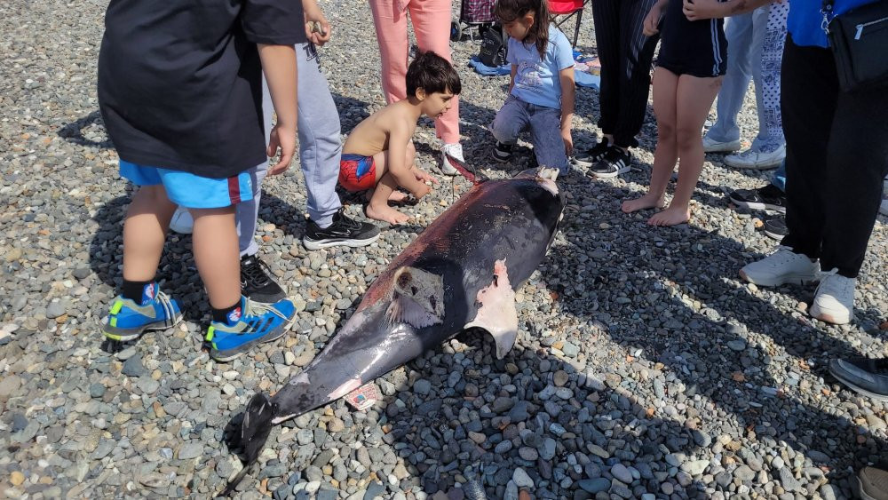 Trabzon'da ölü yunus karaya vurdu