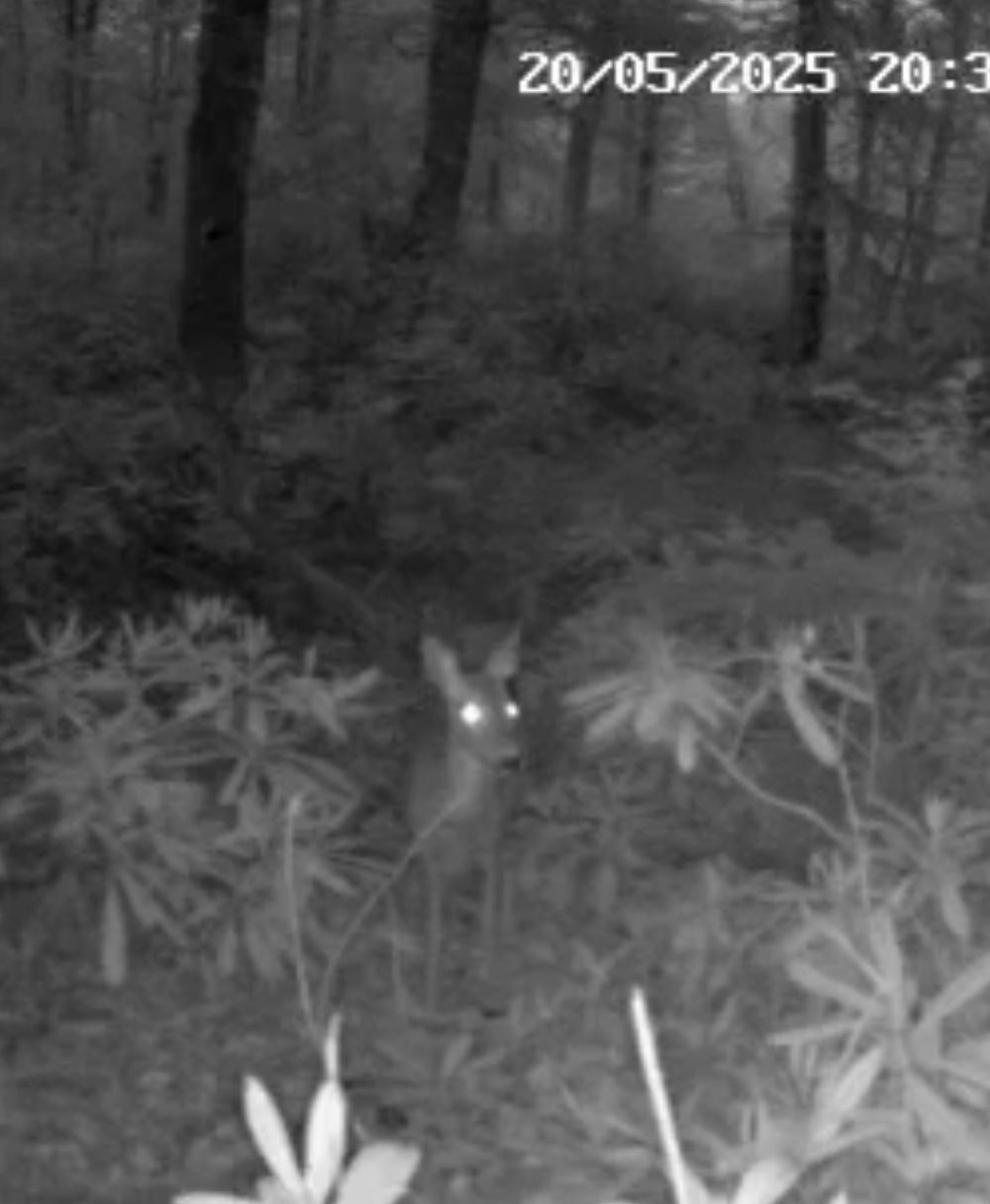 Kaybolan yavru karacanın annesiyle buluşması duygulandırdı