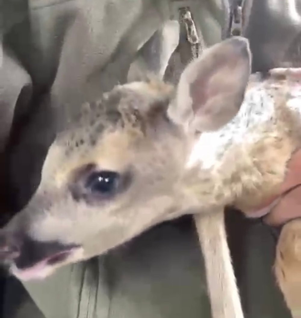 Kaybolan yavru karacanın annesiyle buluşması duygulandırdı