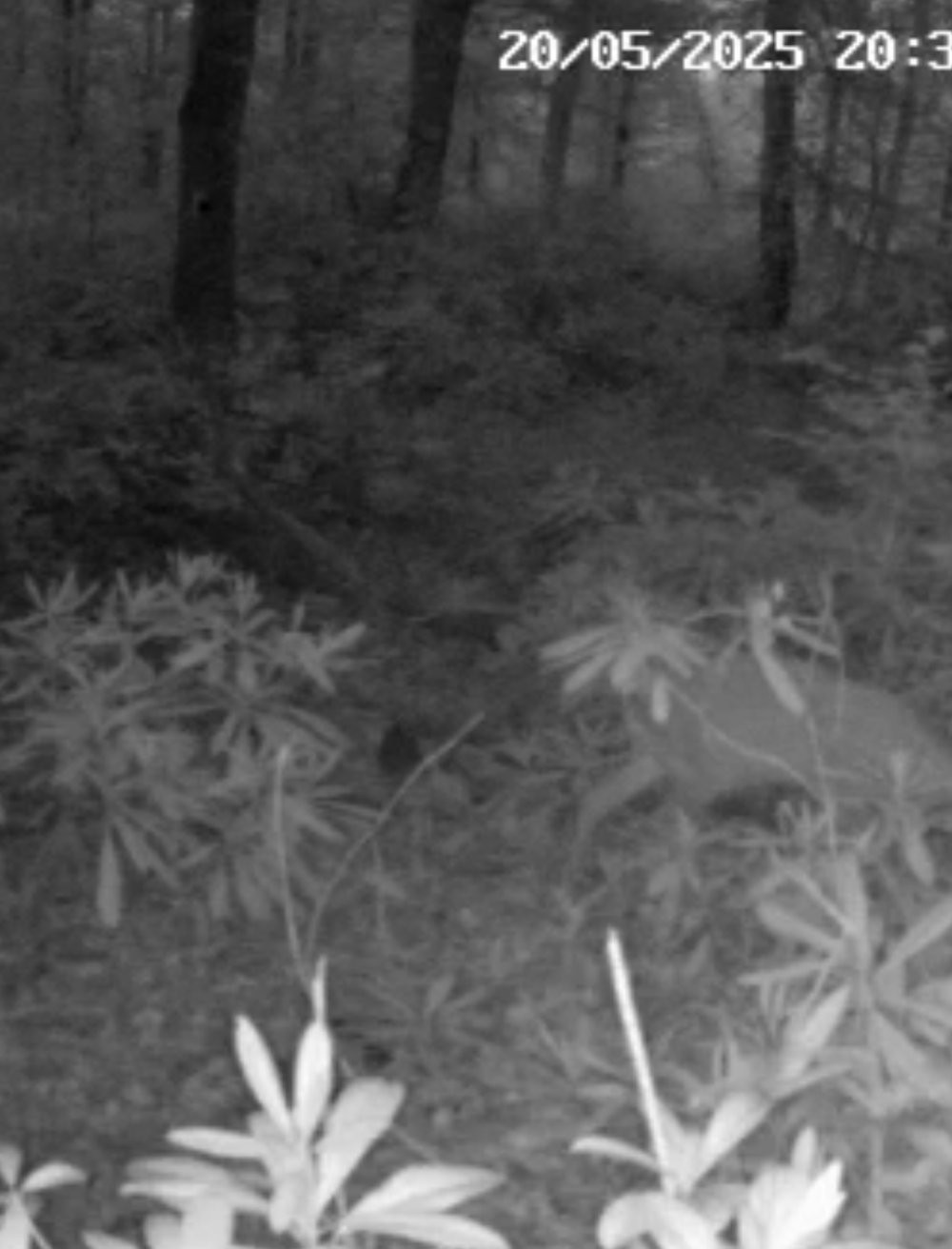 Kaybolan yavru karacanın annesiyle buluşması duygulandırdı