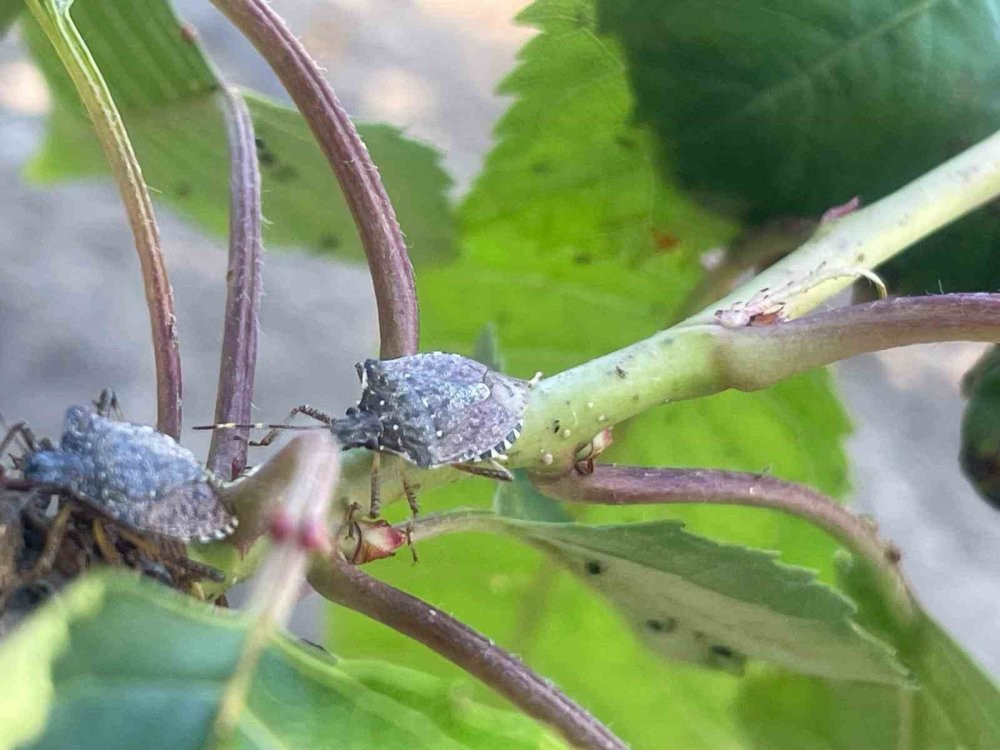 Çiftçinin kabusu oldu! İstilası durdurulamıyor