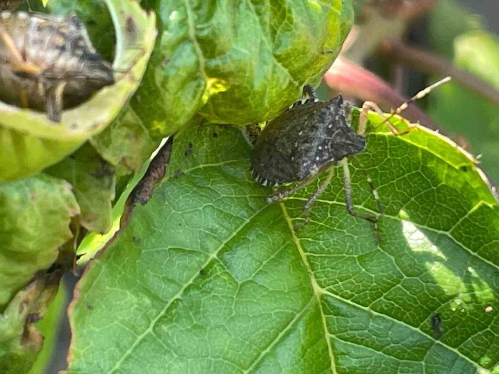 Çiftçinin kabusu oldu! İstilası durdurulamıyor