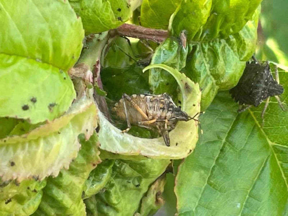 Çiftçinin kabusu oldu! İstilası durdurulamıyor