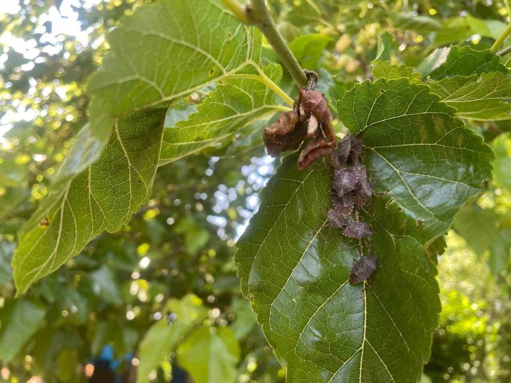Çiftçinin kabusu oldu! İstilası durdurulamıyor
