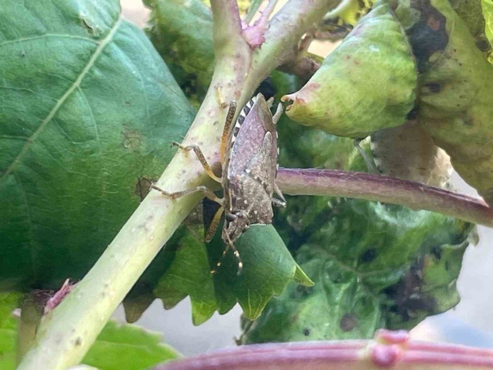 Çiftçinin kabusu oldu! İstilası durdurulamıyor