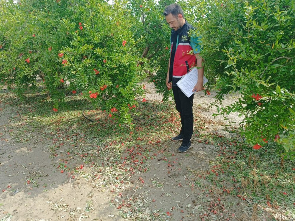 Kadın üretici seraya girdi ellerini başının arasına alıp ağladı! 45 dakikada dünya başına yıkıldı