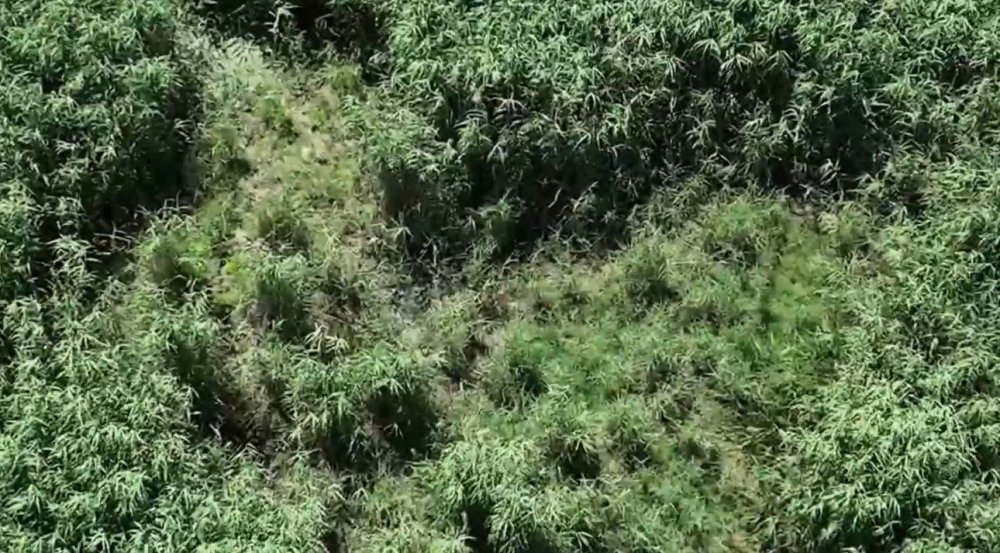 100 milyon lira değerinde: Dicle’nin sırları ortaya çıktı