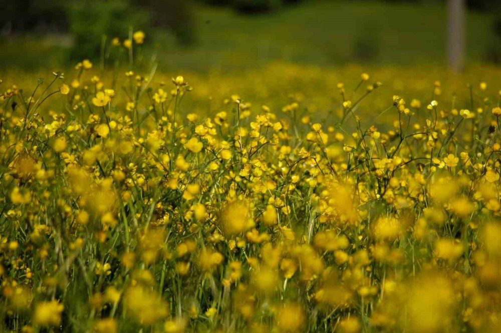 ’Sakin Şehir’ Şavşat’tan kartpostallık görüntüler