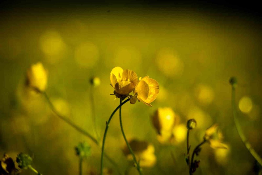 ’Sakin Şehir’ Şavşat’tan kartpostallık görüntüler