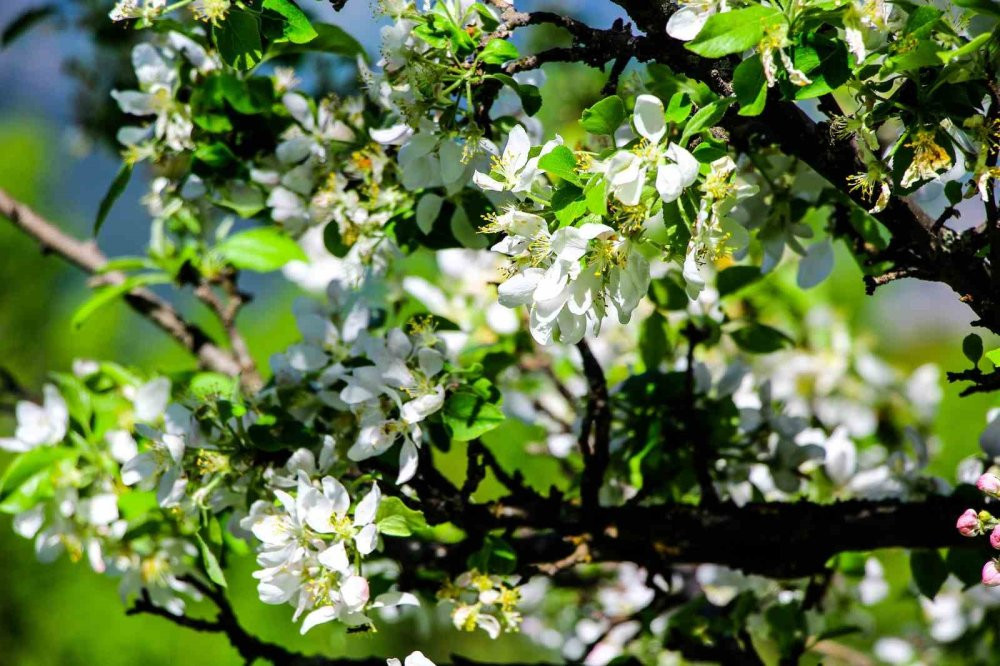 ’Sakin Şehir’ Şavşat’tan kartpostallık görüntüler