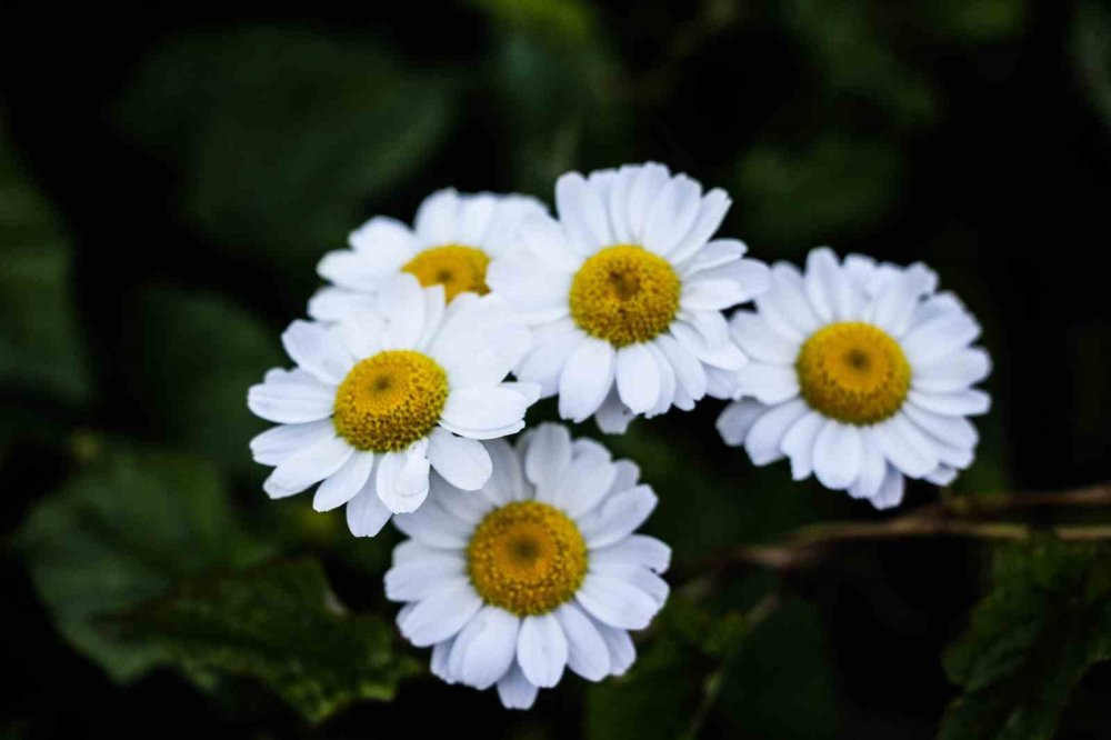 ’Sakin Şehir’ Şavşat’tan kartpostallık görüntüler