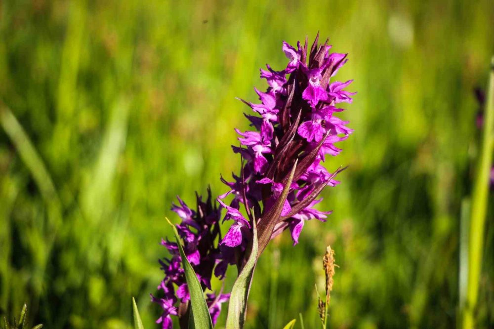 ’Sakin Şehir’ Şavşat’tan kartpostallık görüntüler