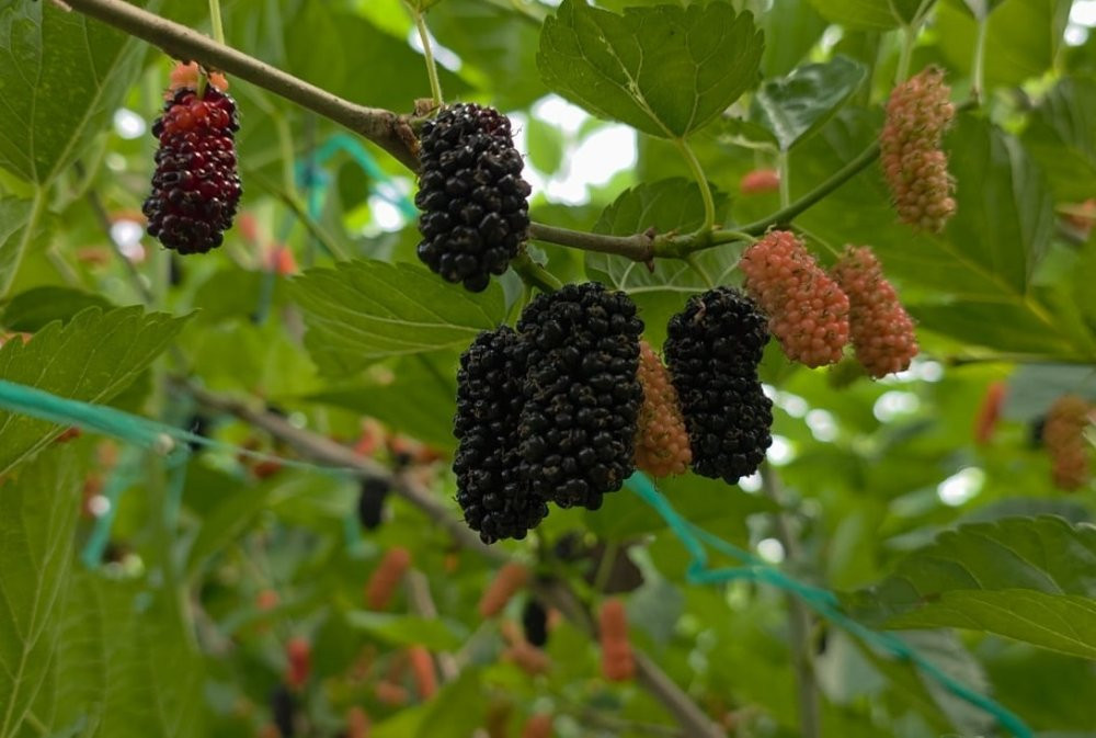 Üreticilerin yüzünü güldürdü! Dubai ve Katar’ı fethetti