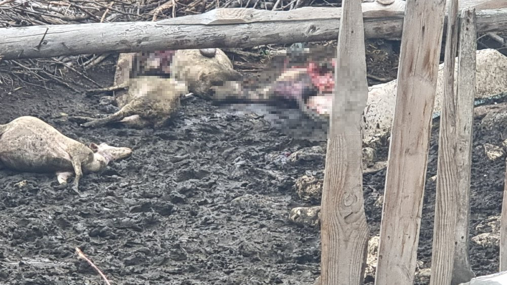 Çiftçinin gözyaşları! Kurtlar ağılı talan etti