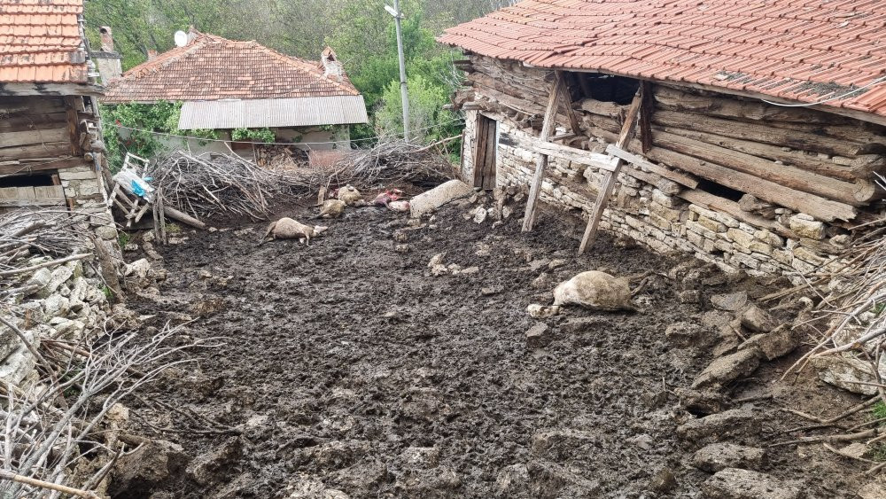 Çiftçinin gözyaşları! Kurtlar ağılı talan etti