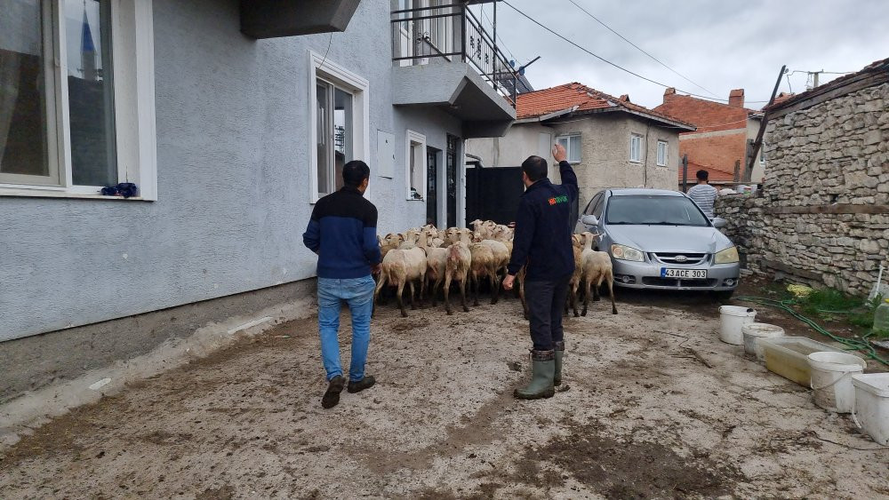 Çiftçinin gözyaşları! Kurtlar ağılı talan etti