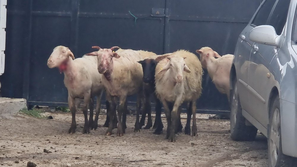 Çiftçinin gözyaşları! Kurtlar ağılı talan etti