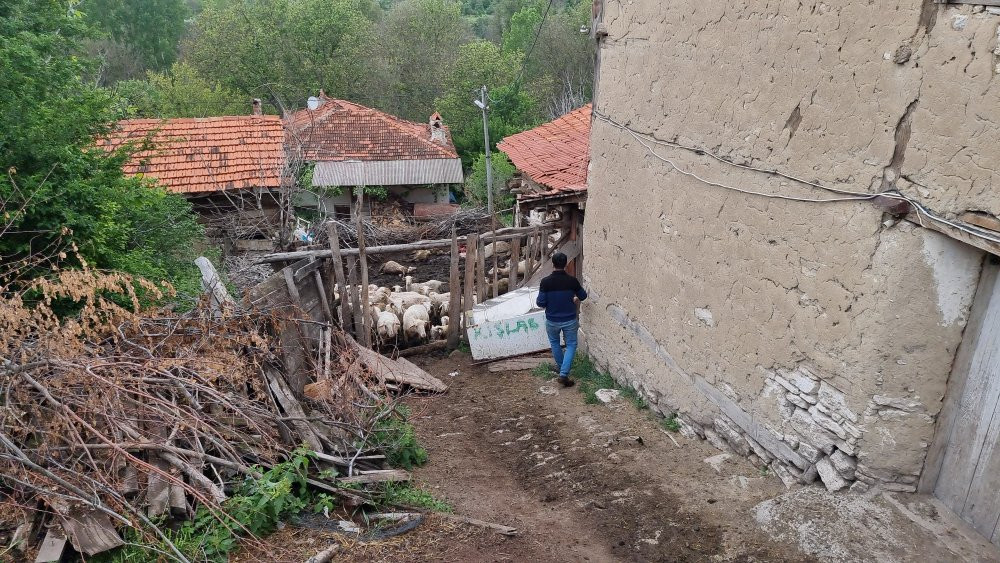 Çiftçinin gözyaşları! Kurtlar ağılı talan etti