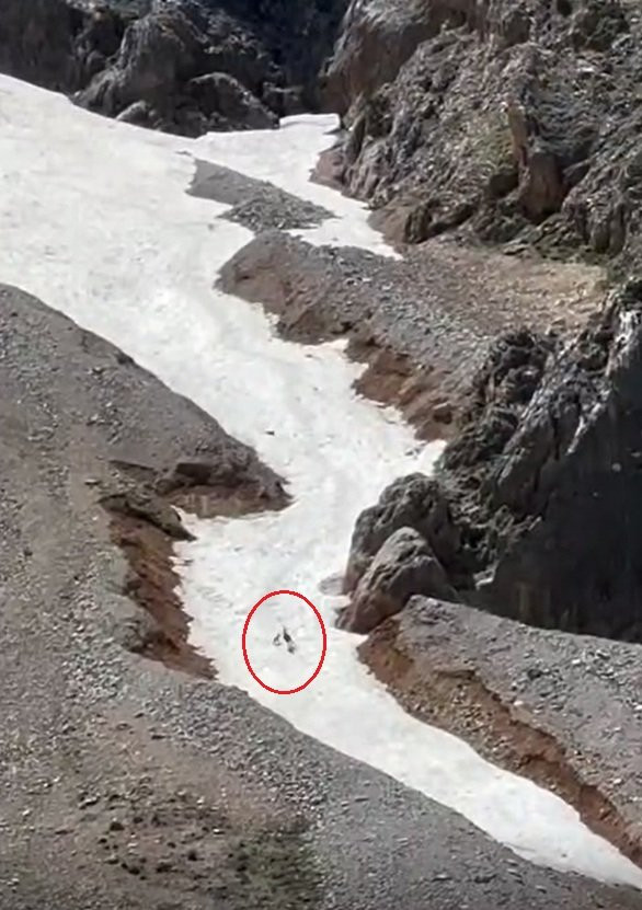 Yamaçtan sessizce indi yavruyu tek pençeyle avladı! Vahşi doğanın acımasız yüzü