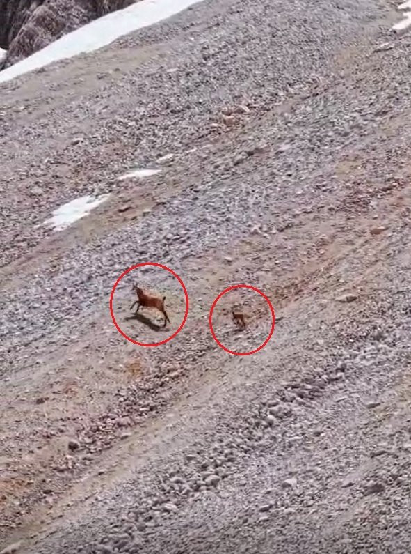 Yamaçtan sessizce indi yavruyu tek pençeyle avladı! Vahşi doğanın acımasız yüzü
