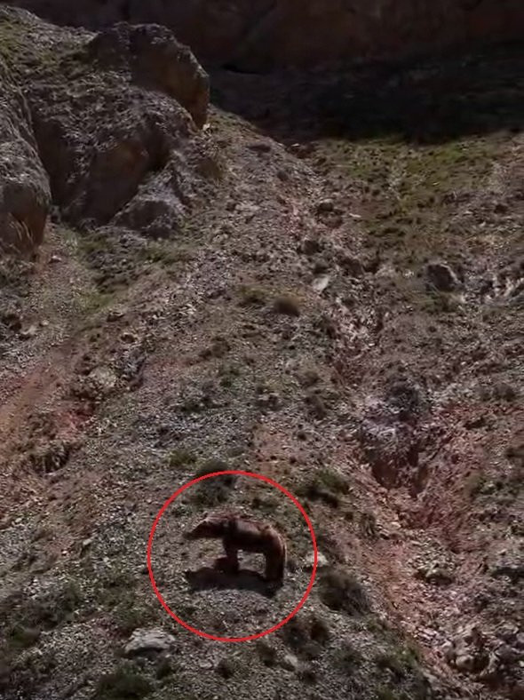 Yamaçtan sessizce indi yavruyu tek pençeyle avladı! Vahşi doğanın acımasız yüzü