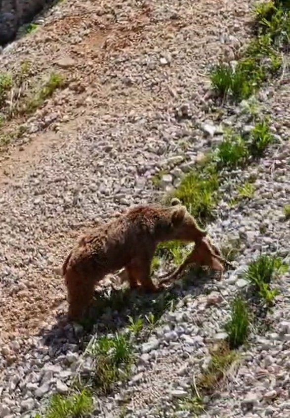 Yamaçtan sessizce indi yavruyu tek pençeyle avladı! Vahşi doğanın acımasız yüzü
