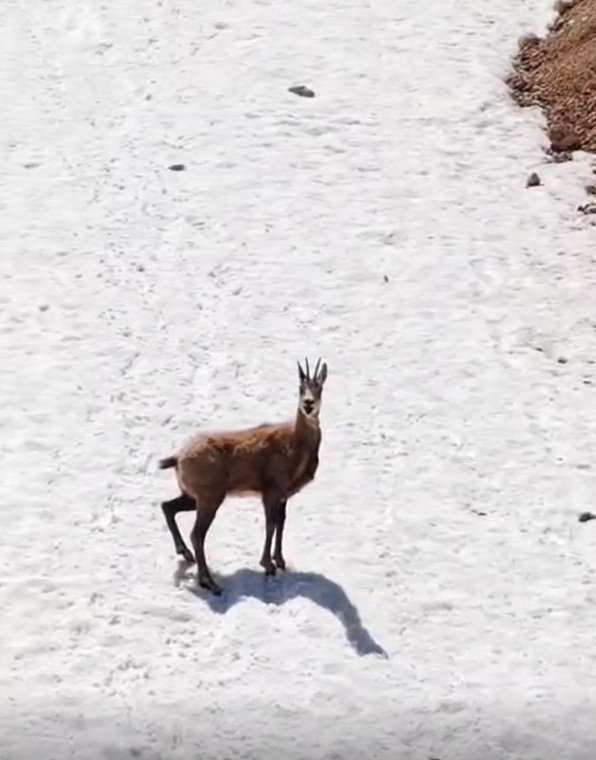 Yamaçtan sessizce indi yavruyu tek pençeyle avladı! Vahşi doğanın acımasız yüzü
