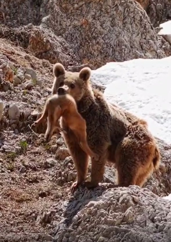 Yamaçtan sessizce indi yavruyu tek pençeyle avladı! Vahşi doğanın acımasız yüzü